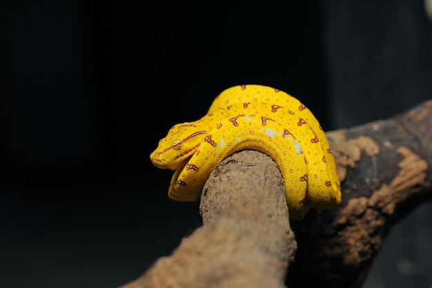 Baby green tree python, if it's a baby it's yellow or red, when it's an adult it turns green