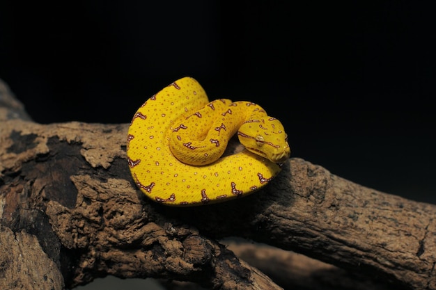 Baby green tree python, if it's a baby it's yellow or red, when it's an adult it turns green