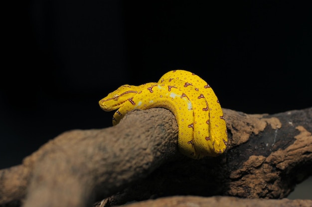 Baby green tree python, if it's a baby it's yellow or red, when it's an adult it turns green