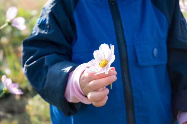 Baby hands playing with cosmos flower in the garden