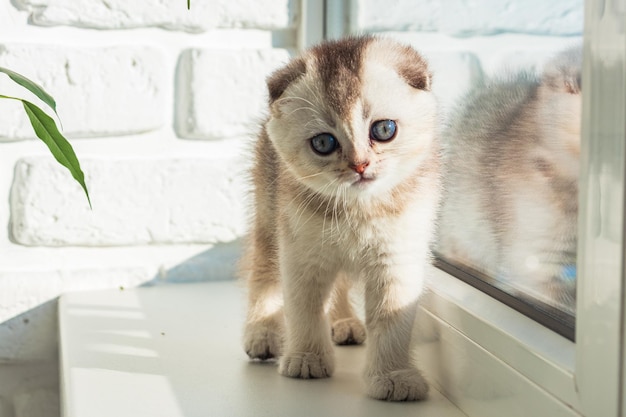 Baby kitten is sitting on the window