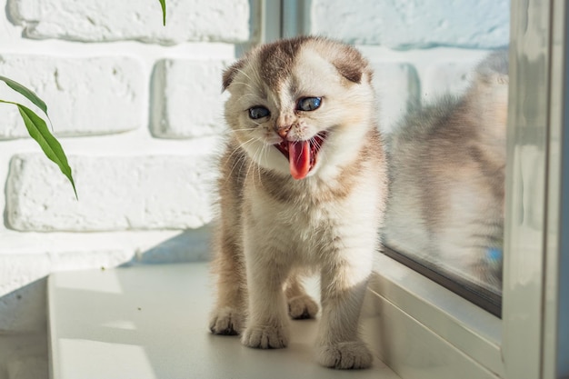 Baby kitten is sitting on the window