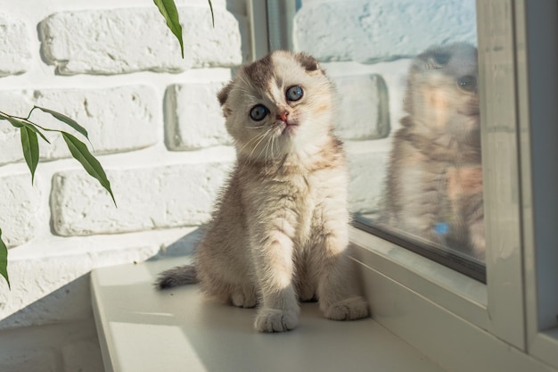 Baby kitten is sitting on the window