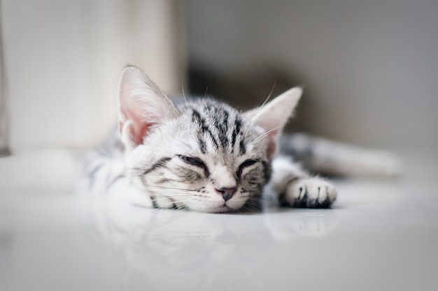 Baby lazy cat sleeping on the floor