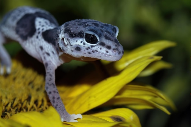 Baby leopard gecko closeup on flower