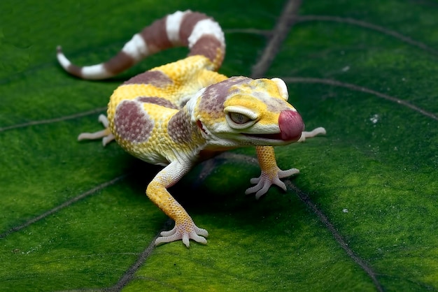 Baby leopard gecko on a leaves