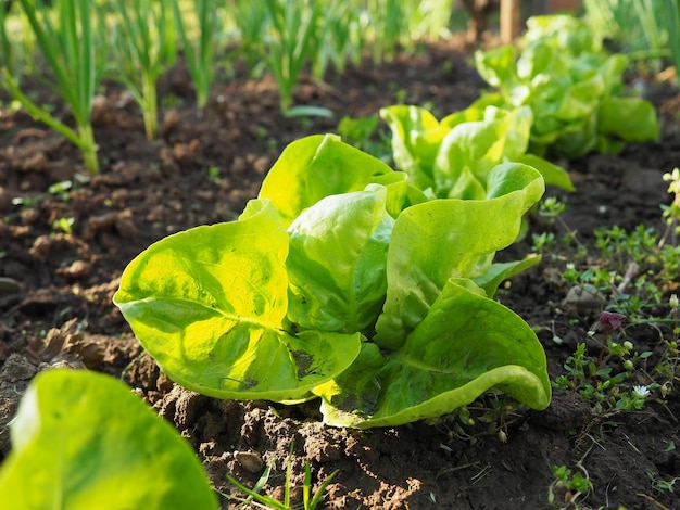 Baby lettuce growing in a field Fresh green leaves Plant growing and agriculture Industrial production of vegetables on the farm