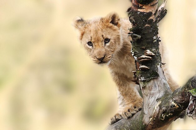 baby lion