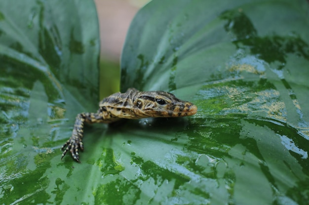 Baby monitor lizards are large lizards in the genus Varanus.