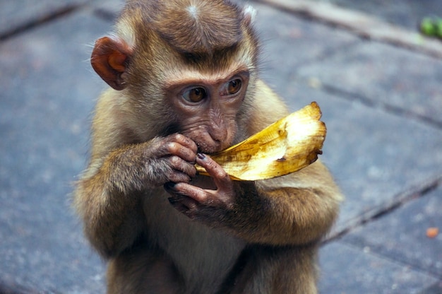 Baby monkey eating banana