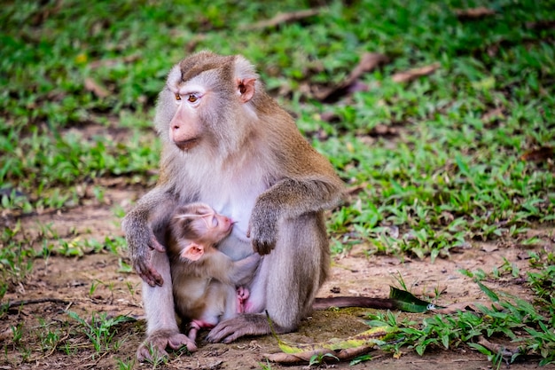 The baby monkey eating milk from the mother