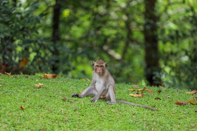 The baby Monkey is sitdown on grass garden in front of forest