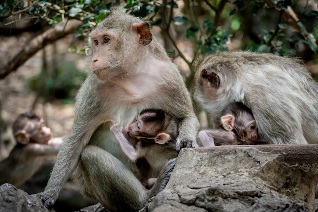 Baby monkey under mother protection. The monkey family with shaggy orange fur and human like expression