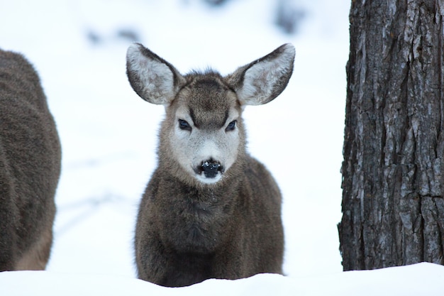 Baby Mule Deer in Winter at Zion National Park