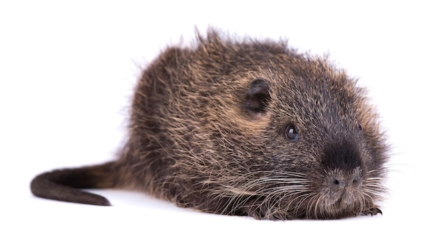 Baby nutria isolated . One brown coypu Myocastor coypus isolated.