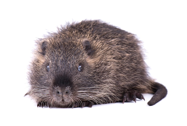 Baby nutria isolated . One brown coypu (Myocastor coypus) isolated.