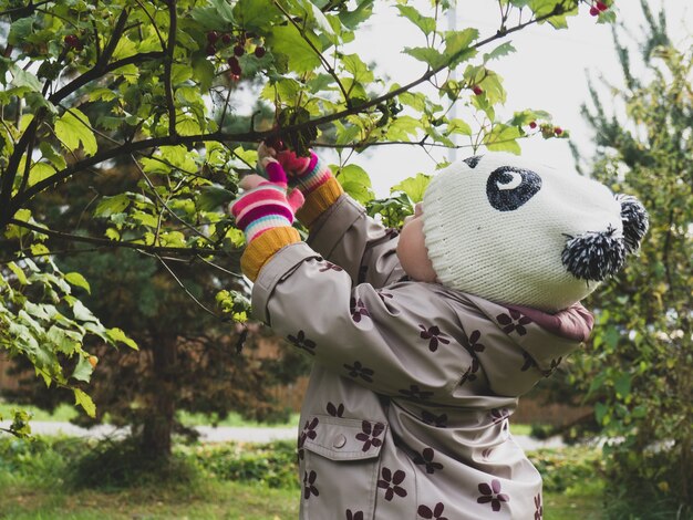 Baby (one year old) picks a red viburnum berry in the garden