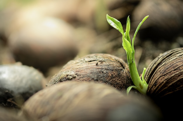 Baby plant growing from seed with greenery blurred