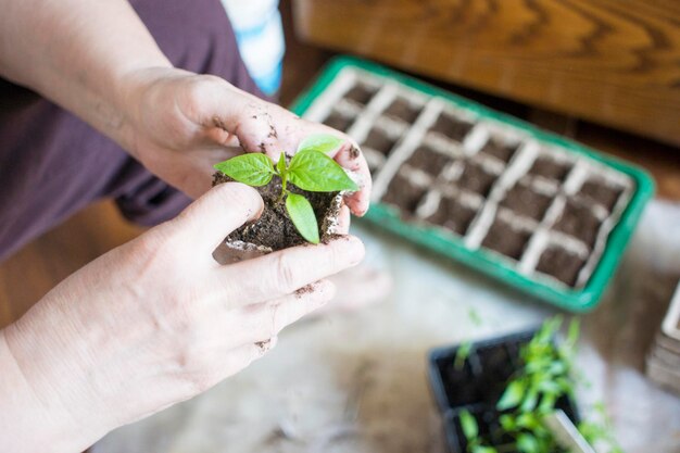 Baby plants seeding black hole trays for agricultural seedlingsThe spring planting Early seedling grown from seeds in boxes at home on the windowsill concept poor plant care dried flowers