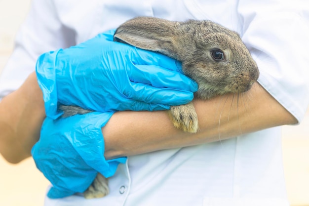 Baby rabbit on medical examination at veterinarian in office, clinic. bunny in hands of doctor. treatment, prevention of health of pet