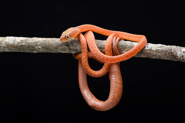 Baby red boiga in black background