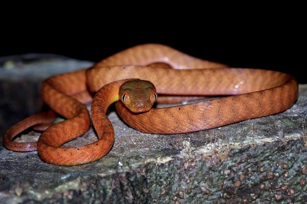 Baby Red boiga snake on wood animal closeup on branch