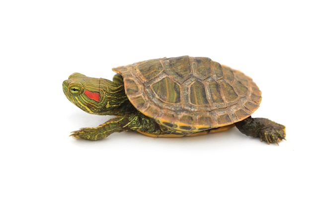 Baby Red-eared Slider Turtle on White 