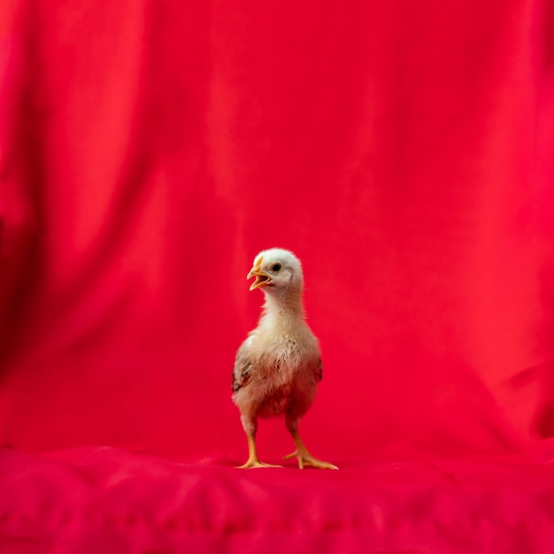 Baby Rhode Island Red stands and poses on red cloth background