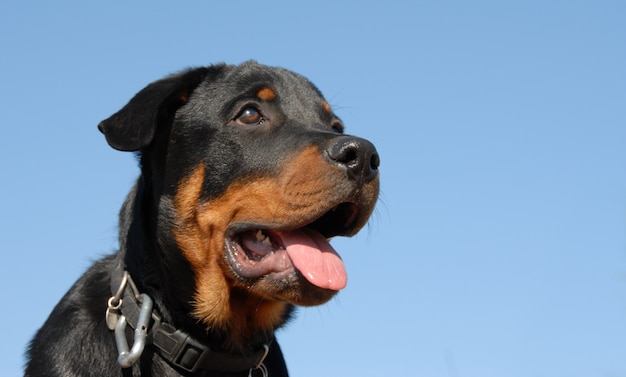 Baby rottweiler