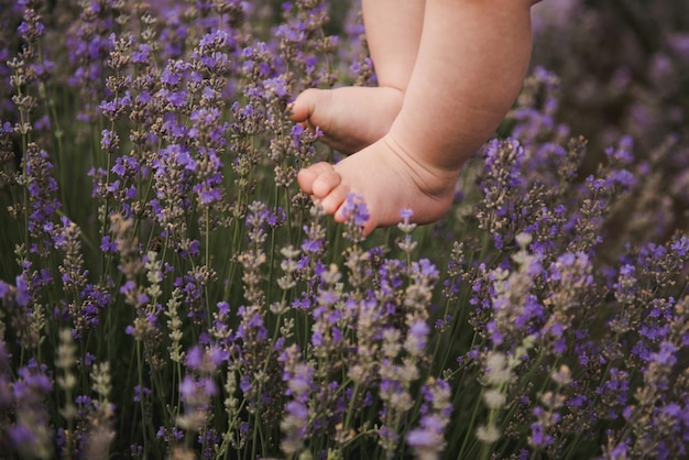 Baby's feet touching lavender, feeling nature. Cute baby feet in lavender. Purple lavender in blossom.