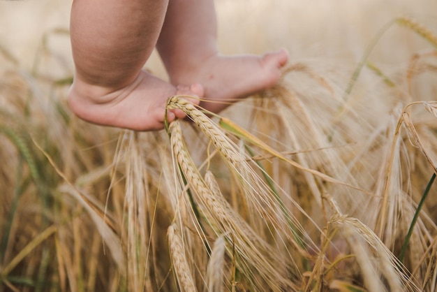 Baby's feet touching wheat, feeling nature. Cute baby feet in wheat field. legs of a young child and wheat