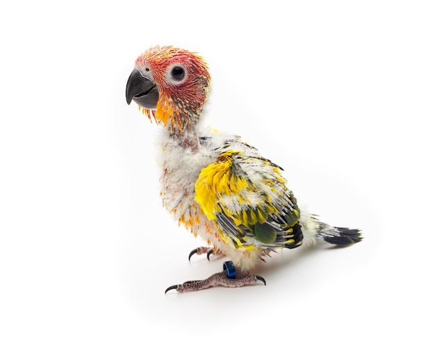 Baby Sun conure, Sun Parakeet on white background. Aratinga solstitialis