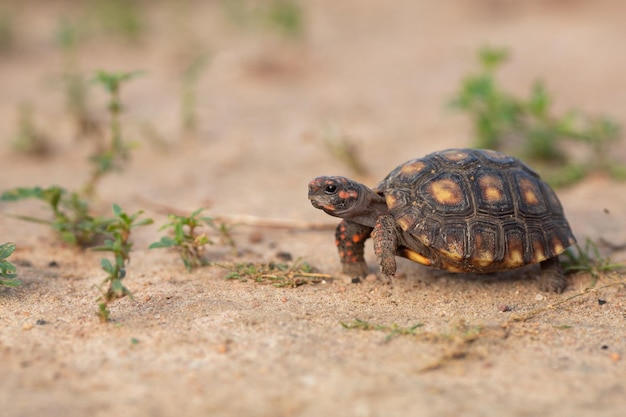 Baby tortoise moving across the sand