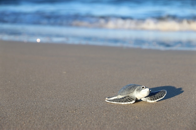 baby turtle On the beach