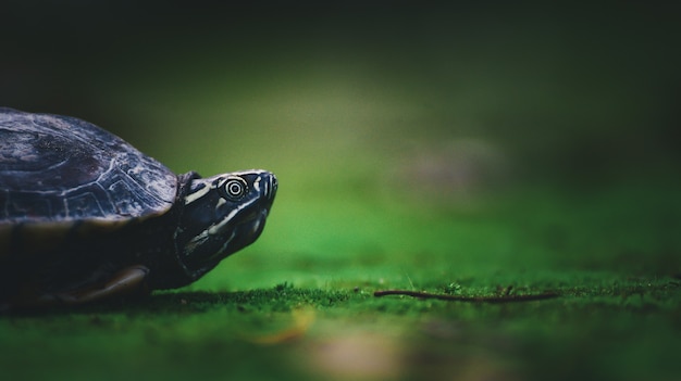 Baby turtle on moss in nature