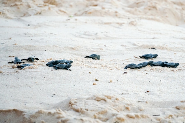 Baby turtles doing their first steps to the ocean Praia Do Forte Bahia Brazil