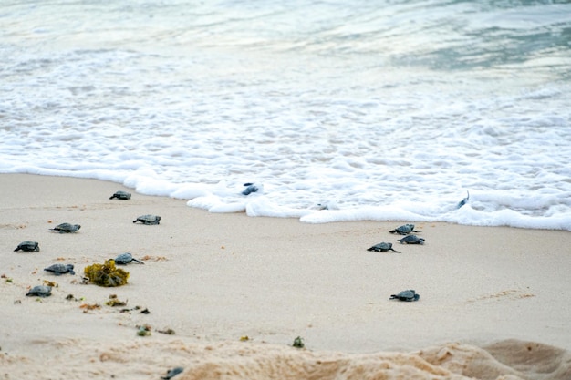 Baby turtles doing their first steps to the ocean Praia Do Forte Bahia Brazil