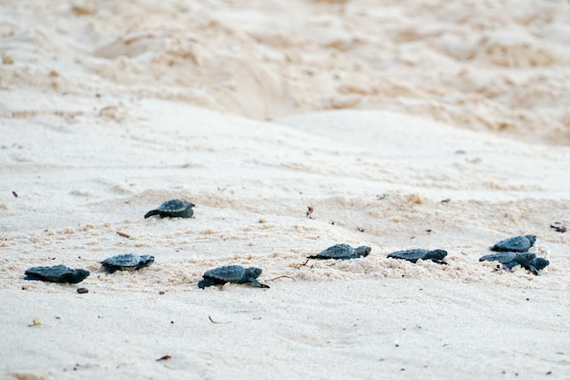 Baby turtles doing their first steps to the ocean Praia Do Forte Bahia Brazil