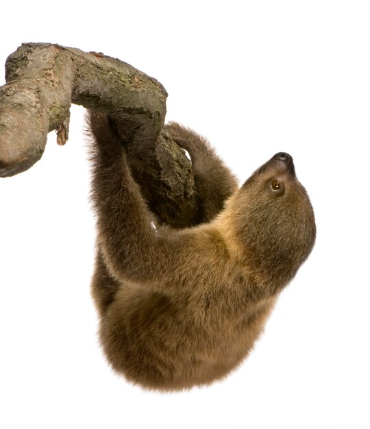 Photo baby two-toed sloth, choloepus didactylus on a white isolated