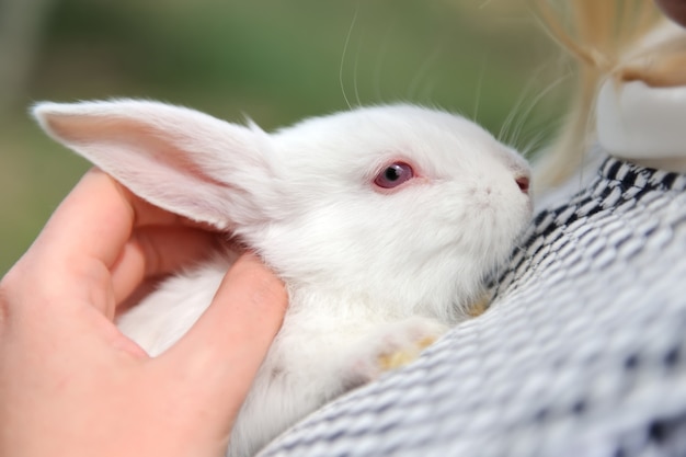 Baby white rabbits in hand