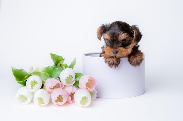 A baby Yorkshire terrier puppy sits in a gift box on a white background