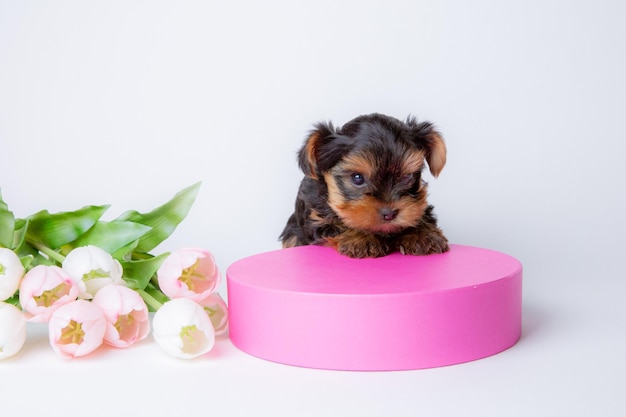 A baby Yorkshire terrier puppy sits in a gift box on a white background