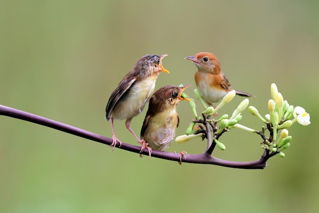 Baby Zitting Cisticola bird waiting for food from its mother