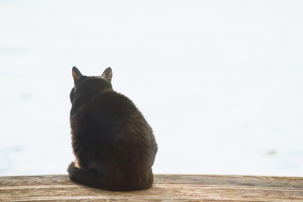 Back of a black cat sitting on the wooden terrace Isolated domestic pet cat