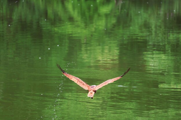 Photo back of a red hawk after catching food from the lake in trat province eastern region of thailand