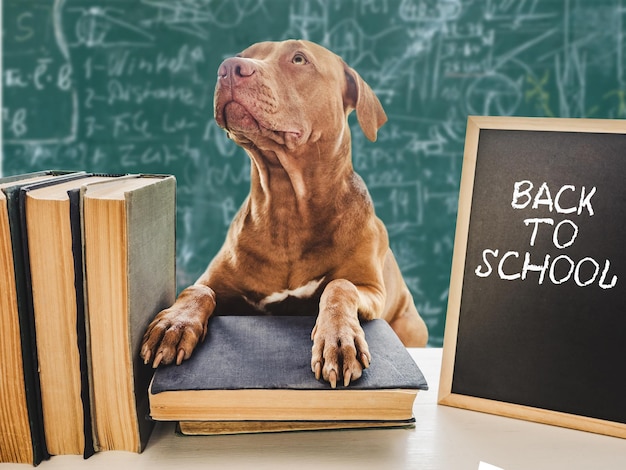 Back to school Lovable adorable puppy and vintage books