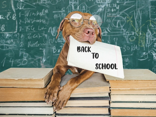 Back to school Lovable adorable puppy and vintage books