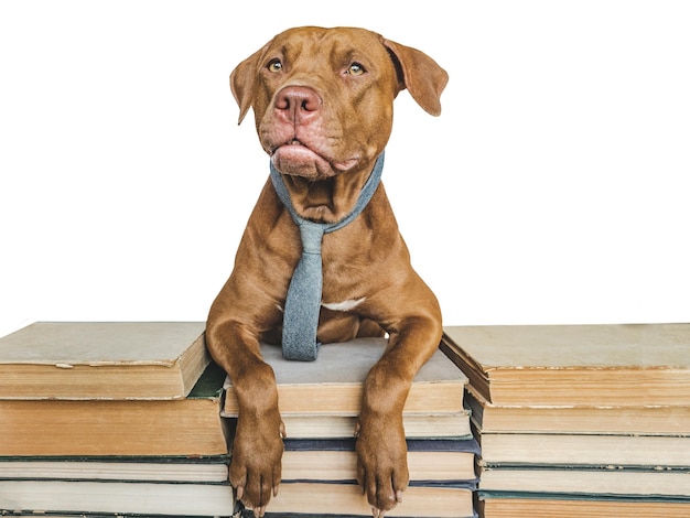 Back to school Lovable adorable puppy and vintage books