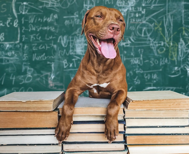 Back to school Lovable adorable puppy and vintage books