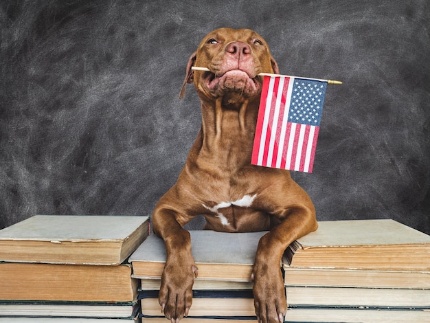 Back to school Lovable adorable puppy and vintage books